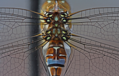 Aeshna mixta / Paardenbijter / Migrant Hawker Aeshna mixta / Paardenbijter / Migrant Hawker