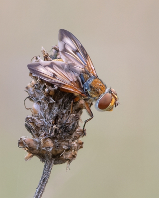 <i class='fa fa-user'></i> Johan van Gurp | Ectophasia crassipennis  <i class='fa fa-eye'> 60</i>  <i class='fa fa-thumbs-up'> 13</i>   <i class='fa fa-comment-o'> 9</i>