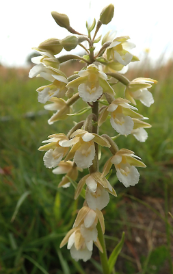 <i class='fa fa-user'></i> A. Soeting | Moeraswespenorchis  <i class='fa fa-eye'> 51</i>  <i class='fa fa-thumbs-up'> 1</i>   <i class='fa fa-comment-o'> 2</i>
