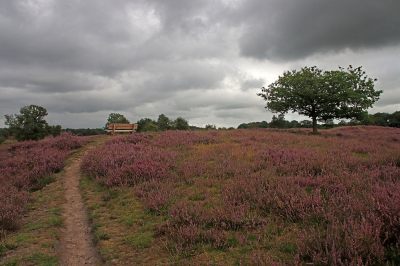 <i class='fa fa-user'></i> Tineke Strijbosch | Gasterse Duinen  <i class='fa fa-eye'> 52</i>  <i class='fa fa-thumbs-up'> 1</i>   <i class='fa fa-comment-o'> 3</i>