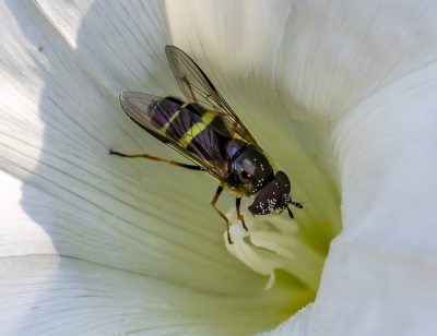 Vandaag naar het natuurgebied De Brand bij Udenhout geweest. Redelijk wat aan insecten gezien waaronder dit mooie vliegje dat in de bloem van de Haagwinde zat.