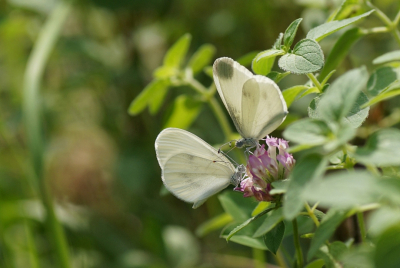 Leptidea sinapis / Boswitje / Wood White Leptidea sinapis / Boswitje / Wood White