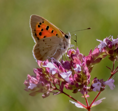 Het lukte me niet deze vlinder vast te leggen met mijn Macrolens. Steeds als ik dichtbij kwam vloog hij weg. Uiteindelijk met mijn primelens 800mm wel een redelijke foto kunnen maken.