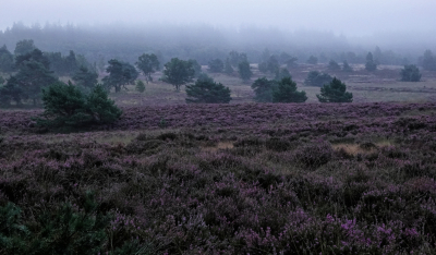 <i class='fa fa-user'></i> nelappelmelk | Mist op de hei  <i class='fa fa-eye'> 81</i>   <i class='fa fa-comment-o'> 3</i>