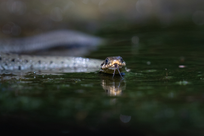 Zit je in een fotohutje glijdt er ineens een Ringslang door de waterbak voor de vogels, leuke verrassing zo'n Sneaky Snake!