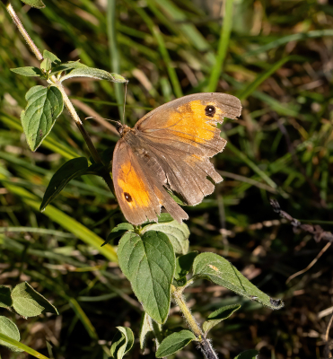 Drie dagen geleden veel opnames gemaakt van de kleine vuurvlinder. Nu op dezelfde plek gewapend met mijn spiegelreflexcamera en macrolens een nieuwe poging. Maar geen vuurvlinder meer en wel een bejaard Bruin Zandoogje. Meestal houden die de vleugels dichtgeklapt. Misschien heeft een bejaarde vlinder  die kracht niet meer?