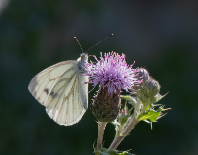 Druk bezig met het vinden van bruine zandoogjes en vuurvlinders. De witte vlinders tien meter verderop maar hun gang laten gaan, want die gaan toch nooit stilzitten. Omdat de zon achter de heg zou verdwijnen nog maar even snel een paar distelfoto's met tegenlicht.