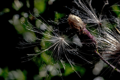 De bloemen kregen nog net zon. De plant zelf kreeg al schaduw van de heg. Tegen de zon in door de zoeker werd het al duidelijk dat de pluizen licht gaven en op vuurwerk leken.