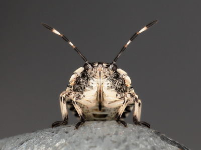 Raphigaster nebulosa / Grauwe Schildwants / Mottled Shieldbug Raphigaster nebulosa / Grauwe Schildwants / Mottled Shieldbug
