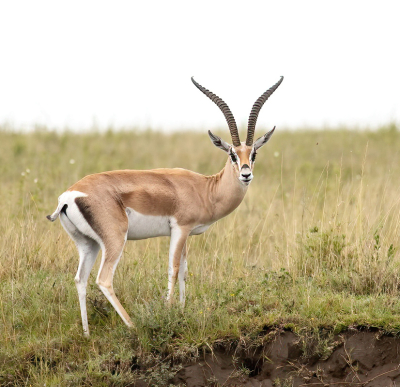 <i class='fa fa-user'></i> JohnSaxofoon | Grantgazelle  <i class='fa fa-eye'> 36</i>   <i class='fa fa-comment-o'> 0</i>