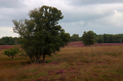 <i class='fa fa-user'></i> Tineke Strijbosch | Gasterse Duinen (2)  <i class='fa fa-eye'> 38</i>  <i class='fa fa-thumbs-up'> 1</i>   <i class='fa fa-comment-o'> 0</i>