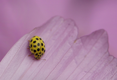 Een van de kleinste soorten maar toch opvallend doordat ie op de bloem van de Cosmea zat.