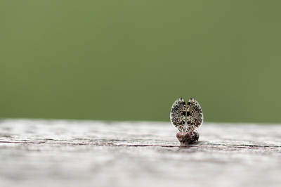 Callopistromyia annulipes / Pauwvlieg / Peacock Fly Callopistromyia annulipes / Pauwvlieg / Peacock Fly