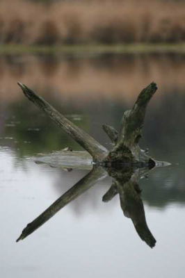 Canon eos 400D, Sigma 70-300 APO-Macro, op 200MM genomen, 1/60 F5.0, met flits, ISO 200
Ik ben alleen niet tevreden over de verkliening van het bestandformaat, hij krijgt hierdoor een rare waas, hoe voorkom ik dit? Op deze link is het namelijk niet, http://img19.imageshack.us/img19/6069/img0395bfd7.jpg