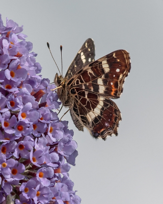 <i class='fa fa-user'></i> Johan van Gurp |  Landkaartje  <i class='fa fa-eye'> 28</i>   <i class='fa fa-comment-o'> 2</i>