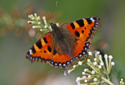 Nature picture: 1. Kleine Vos