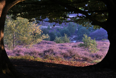 Nature picture: 1. Heide