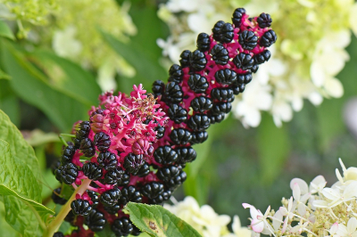 <i class='fa fa-user'></i>&nbsp;Bert Veerman&nbsp;|  Oosterse Karmozijnbes&nbsp; <i class='fa fa-eye'>&nbsp;69</i> &nbsp; <i class='fa fa-comment-o'>&nbsp;2</i>