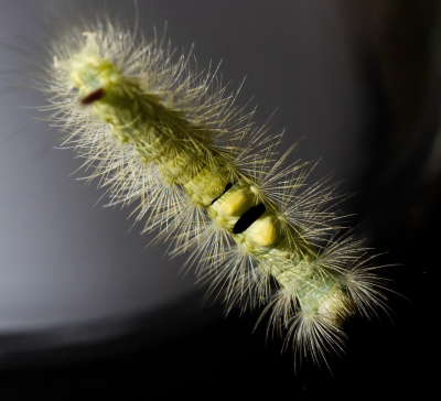 Er vlogen weer veel vlinders bij de vlinderstruik maar ze bleven niet stilzitten. gelukkig vond mijn kleinzoon deze mooie rups op de tuinlamp.