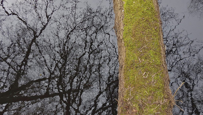 "Bovenloop" Vledder Aa. Soms, zoals op de foto, een aanzienlijk stroompje, momenteel bijna droog.
De omgevallen boom als spannende oversteek, daar even naast gewoon een veilig bruggetje