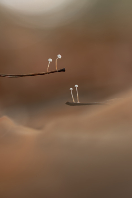 Nature picture: 1. Tengere beukentaailing