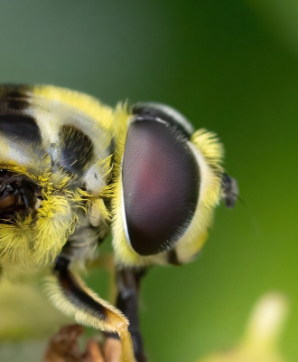 De eerdere opname van deze vlieg gaf wel facetten te zien op het oog na bewerken, maar de facetten verdwenen na comprimeren. Deze bewerking met een sterke crop laat nu de facetten wel zien (bewerkt vanuit hetzelfde RAW-bestand)