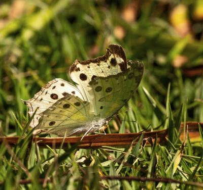 <i class='fa fa-user'></i> JeroenAsilia |  Protogoniamorpha parhassus  <i class='fa fa-eye'> 45</i>   <i class='fa fa-comment-o'> 5</i>