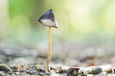 <i class='fa fa-user'></i> hesterb | Onbekend  <i class='fa fa-eye'> 12</i>   <i class='fa fa-comment-o'> 3</i>