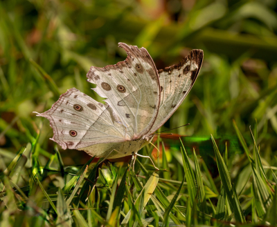 <i class='fa fa-user'></i> JeroenAsilia |  Protogoniomorpha parhassus  <i class='fa fa-eye'> 14</i>   <i class='fa fa-comment-o'> 1</i>