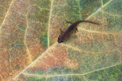 <i class='fa fa-user'></i> daan de vos |  Kleine Watersalamander  <i class='fa fa-eye'> 20</i>   <i class='fa fa-comment-o'> 3</i>