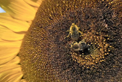 <i class='fa fa-user'></i>&nbsp;guidomwm&nbsp;|  Akkerhommel&nbsp; <i class='fa fa-eye'>&nbsp;48</i> &nbsp; <i class='fa fa-comment-o'>&nbsp;0</i>