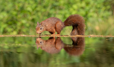 <i class='fa fa-user'></i>&nbsp;Marie-Jos� Boon&nbsp;|  Eekhoorn&nbsp; <i class='fa fa-eye'>&nbsp;76</i> &nbsp;<i class='fa fa-thumbs-up'>&nbsp;1</i> &nbsp; <i class='fa fa-comment-o'>&nbsp;1</i>