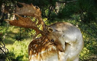 <i class='fa fa-user'></i>&nbsp;hesterb&nbsp;|  Damhert&nbsp; <i class='fa fa-eye'>&nbsp;68</i> &nbsp;<i class='fa fa-thumbs-up'>&nbsp;2</i> &nbsp; <i class='fa fa-comment-o'>&nbsp;2</i>