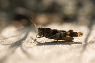 <i class='fa fa-user'></i>&nbsp;Willem Verhagen&nbsp;|  Blauwvleugelsprinkhaan&nbsp; <i class='fa fa-eye'>&nbsp;53</i> &nbsp;<i class='fa fa-thumbs-up'>&nbsp;1</i> &nbsp; <i class='fa fa-comment-o'>&nbsp;3</i>