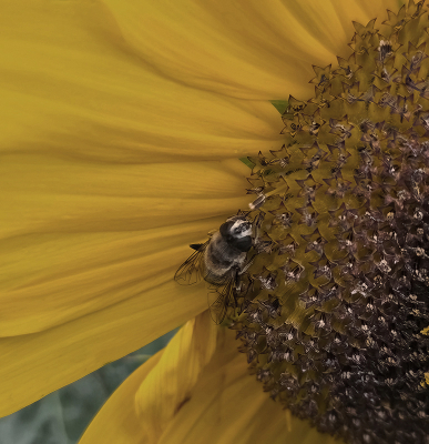 <i class='fa fa-user'></i>&nbsp;guidomwm&nbsp;|  Blinde Bij&nbsp; <i class='fa fa-eye'>&nbsp;52</i> &nbsp; <i class='fa fa-comment-o'>&nbsp;0</i>