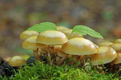 <i class='fa fa-user'></i>&nbsp;Jelle Bakker&nbsp;|  Stobbenzwammetje&nbsp; <i class='fa fa-eye'>&nbsp;41</i> &nbsp; <i class='fa fa-comment-o'>&nbsp;1</i>