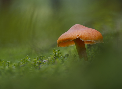 <i class='fa fa-user'></i>&nbsp;janvangastel&nbsp;|  Dennenvlamhoed&nbsp; <i class='fa fa-eye'>&nbsp;55</i> &nbsp;<i class='fa fa-thumbs-up'>&nbsp;5</i> &nbsp; <i class='fa fa-comment-o'>&nbsp;4</i>