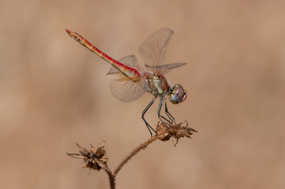<i class='fa fa-user'></i> Johan van Gurp | Zwervende Heidelibel  <i class='fa fa-eye'> 71</i>  <i class='fa fa-thumbs-up'> 11</i>   <i class='fa fa-comment-o'> 5</i>