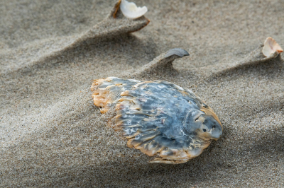 <i class='fa fa-user'></i>&nbsp;Eef Kieft&nbsp;|  Stilleven op het strand&nbsp; <i class='fa fa-eye'>&nbsp;52</i> &nbsp;<i class='fa fa-thumbs-up'>&nbsp;4</i> &nbsp; <i class='fa fa-comment-o'>&nbsp;2</i>
