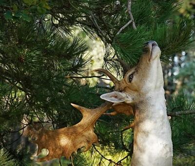 <i class='fa fa-user'></i>&nbsp;hesterb&nbsp;|  Damhert&nbsp; <i class='fa fa-eye'>&nbsp;68</i> &nbsp;<i class='fa fa-thumbs-up'>&nbsp;4</i> &nbsp; <i class='fa fa-comment-o'>&nbsp;3</i>