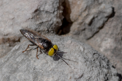 <i class='fa fa-user'></i>&nbsp;Johan van Gurp&nbsp;|  Roodpotige sprinkhanendoder&nbsp; <i class='fa fa-eye'>&nbsp;56</i> &nbsp;<i class='fa fa-thumbs-up'>&nbsp;1</i> &nbsp; <i class='fa fa-comment-o'>&nbsp;3</i>