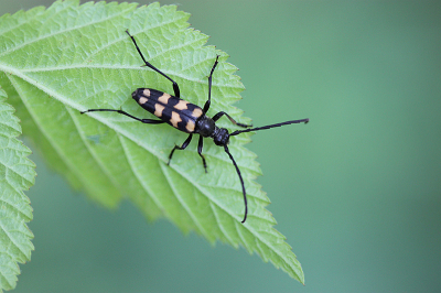 <i class='fa fa-user'></i>&nbsp;Paul Vandebroek&nbsp;|  Gevlekte Smalboktor&nbsp; <i class='fa fa-eye'>&nbsp;54</i> &nbsp;<i class='fa fa-thumbs-up'>&nbsp;4</i> &nbsp; <i class='fa fa-comment-o'>&nbsp;4</i>