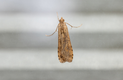 <i class='fa fa-user'></i>&nbsp;Pieter  LJ&nbsp;|  Luipaardlichtmot&nbsp; <i class='fa fa-eye'>&nbsp;32</i> &nbsp;<i class='fa fa-thumbs-up'>&nbsp;1</i> &nbsp; <i class='fa fa-comment-o'>&nbsp;2</i>