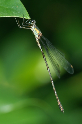 <i class='fa fa-user'></i> Jasper | Gewone Pantserjuffer  <i class='fa fa-eye'> 31</i>   <i class='fa fa-comment-o'> 1</i>