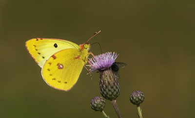 <i class='fa fa-user'></i>&nbsp;David Ruijs&nbsp;|  Oranje Luzernevlinder&nbsp; <i class='fa fa-eye'>&nbsp;57</i> &nbsp;<i class='fa fa-thumbs-up'>&nbsp;9</i> &nbsp; <i class='fa fa-comment-o'>&nbsp;3</i>