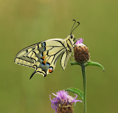<i class='fa fa-user'></i>&nbsp;David Ruijs&nbsp;|  Koninginnenpage&nbsp; <i class='fa fa-eye'>&nbsp;71</i> &nbsp;<i class='fa fa-thumbs-up'>&nbsp;7</i> &nbsp; <i class='fa fa-comment-o'>&nbsp;7</i>