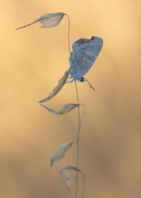 <i class='fa fa-user'></i>&nbsp;Tom&nbsp;|  Klein Tijgerblauwtje&nbsp; <i class='fa fa-eye'>&nbsp;68</i> &nbsp;<i class='fa fa-thumbs-up'>&nbsp;6</i> &nbsp; <i class='fa fa-comment-o'>&nbsp;3</i>