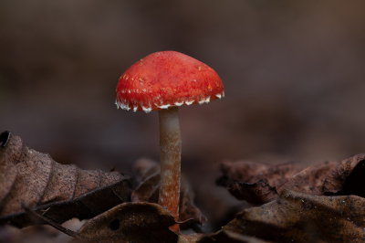 <i class='fa fa-user'></i>&nbsp;Adri Gr Nuelend&nbsp;|  Oranjerode Stropharia&nbsp; <i class='fa fa-eye'>&nbsp;80</i> &nbsp;<i class='fa fa-thumbs-up'>&nbsp;11</i> &nbsp; <i class='fa fa-comment-o'>&nbsp;8</i>