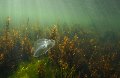 <i class='fa fa-user'></i>&nbsp;Eric Gibcus&nbsp;|  Oorkwal&nbsp; <i class='fa fa-eye'>&nbsp;75</i> &nbsp;<i class='fa fa-thumbs-up'>&nbsp;1</i> &nbsp; <i class='fa fa-comment-o'>&nbsp;6</i>