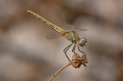 <i class='fa fa-user'></i> Johan van Gurp | Zwervende Heidelibel  <i class='fa fa-eye'> 43</i>  <i class='fa fa-thumbs-up'> 5</i>   <i class='fa fa-comment-o'> 4</i>